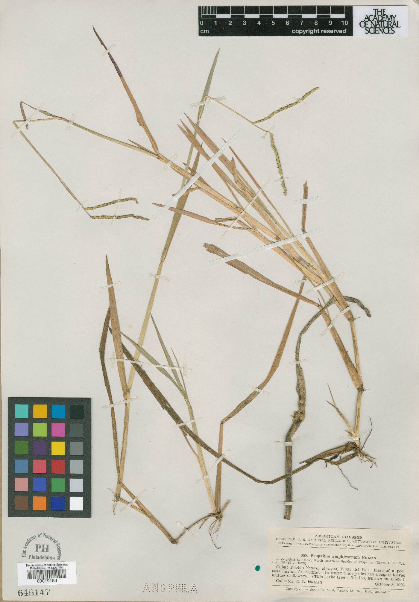 Paspalum amphicarpum image