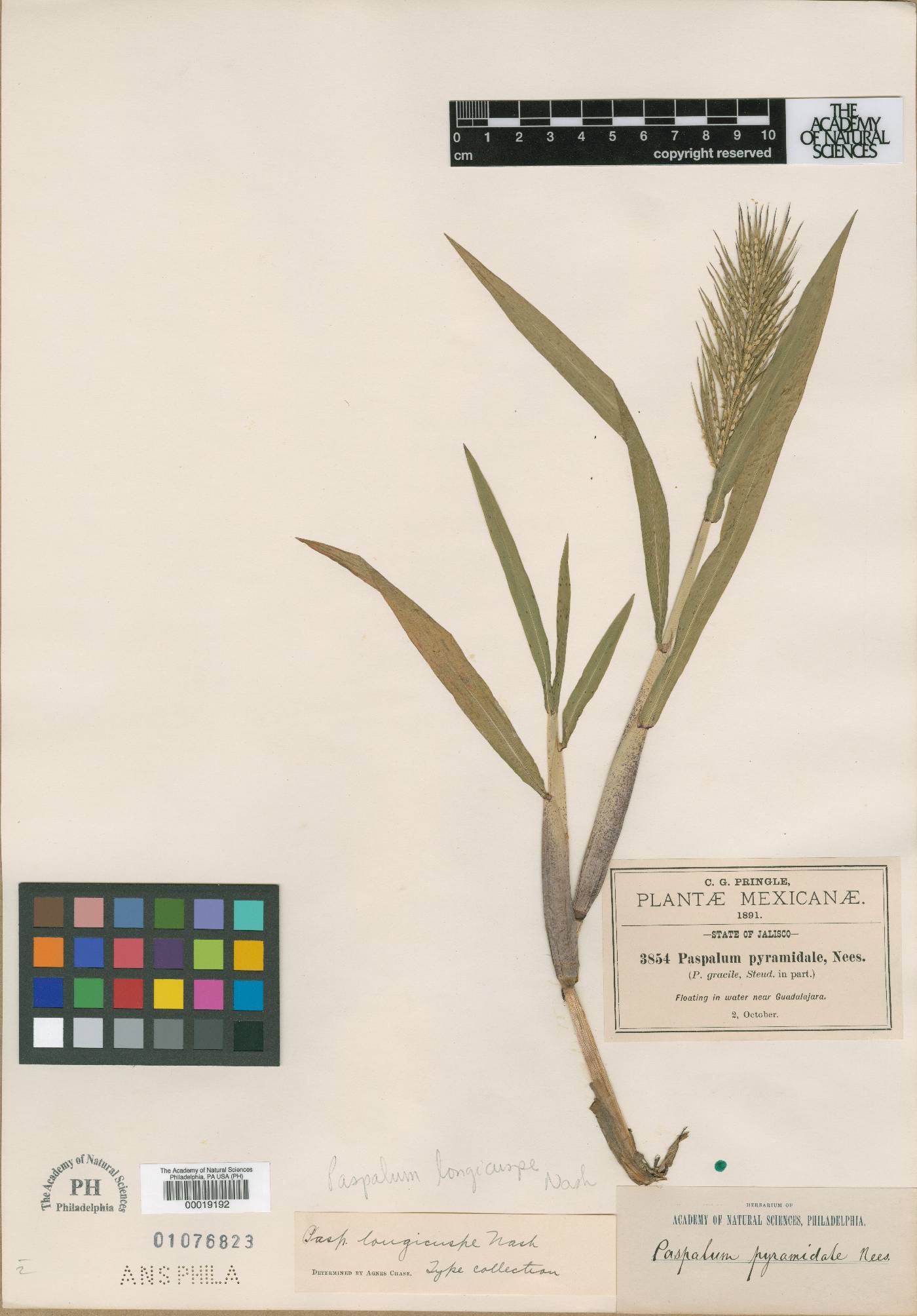 Paspalum longicuspe image