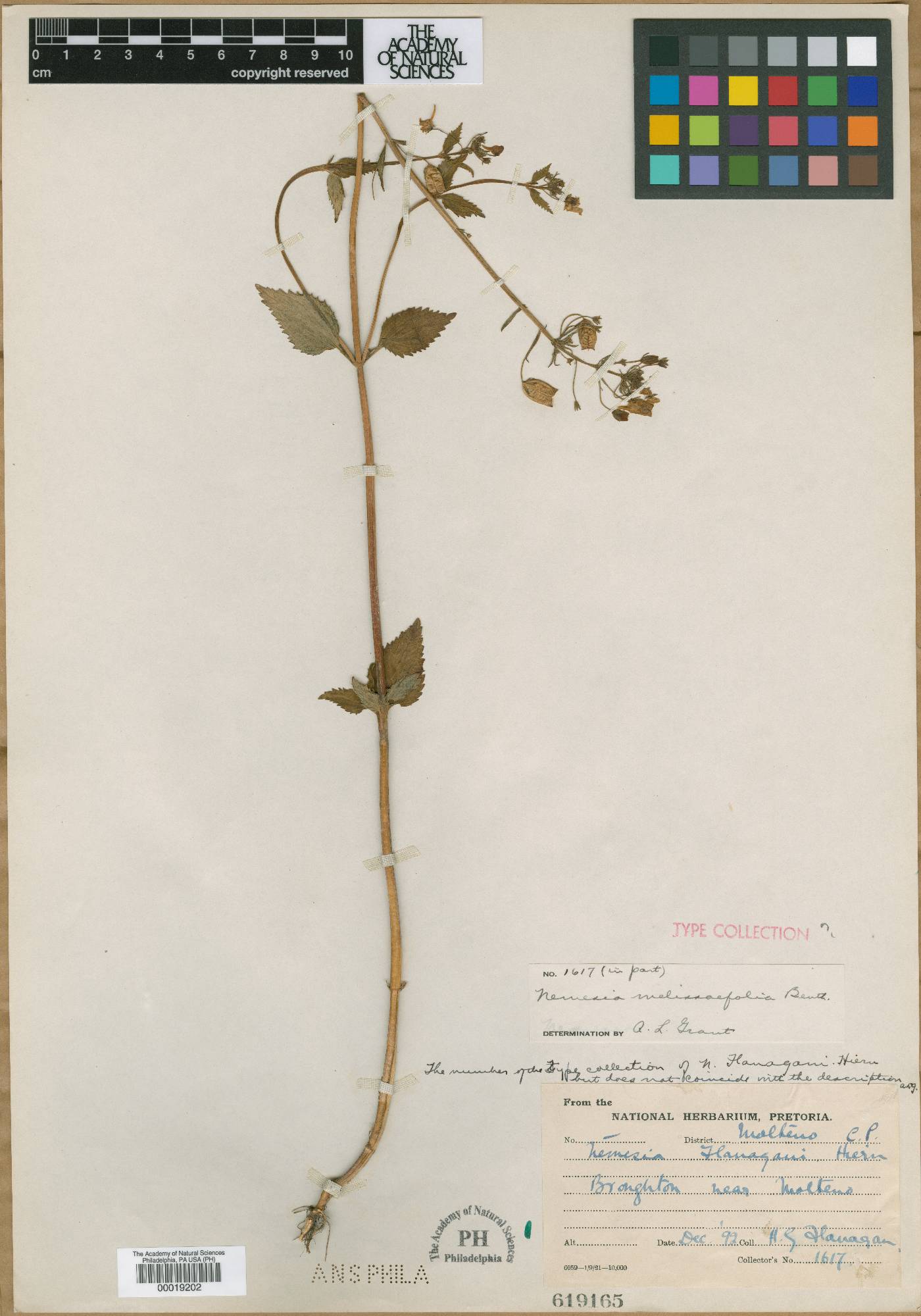 Nemesia albiflora image