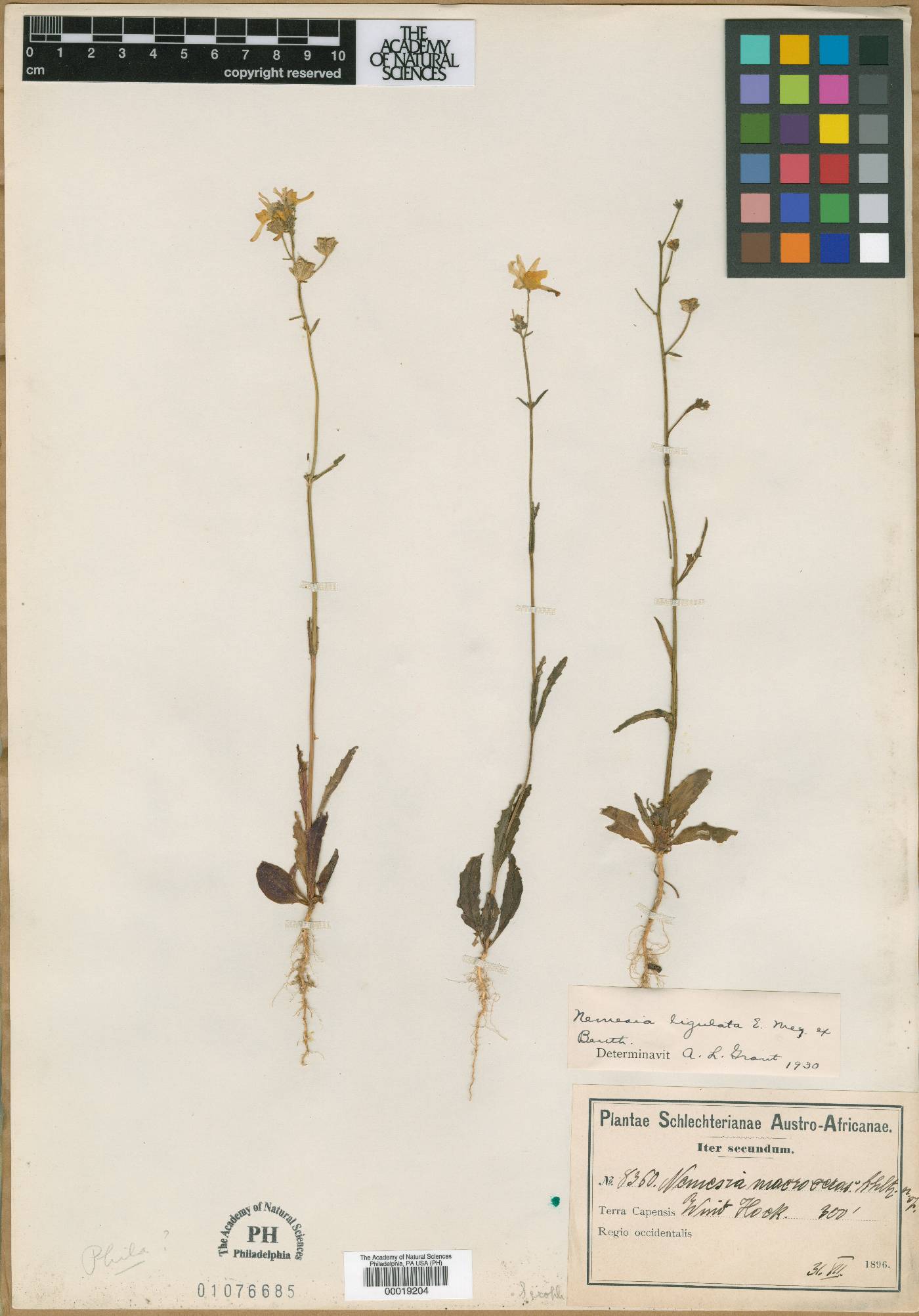 Nemesia macroceras image