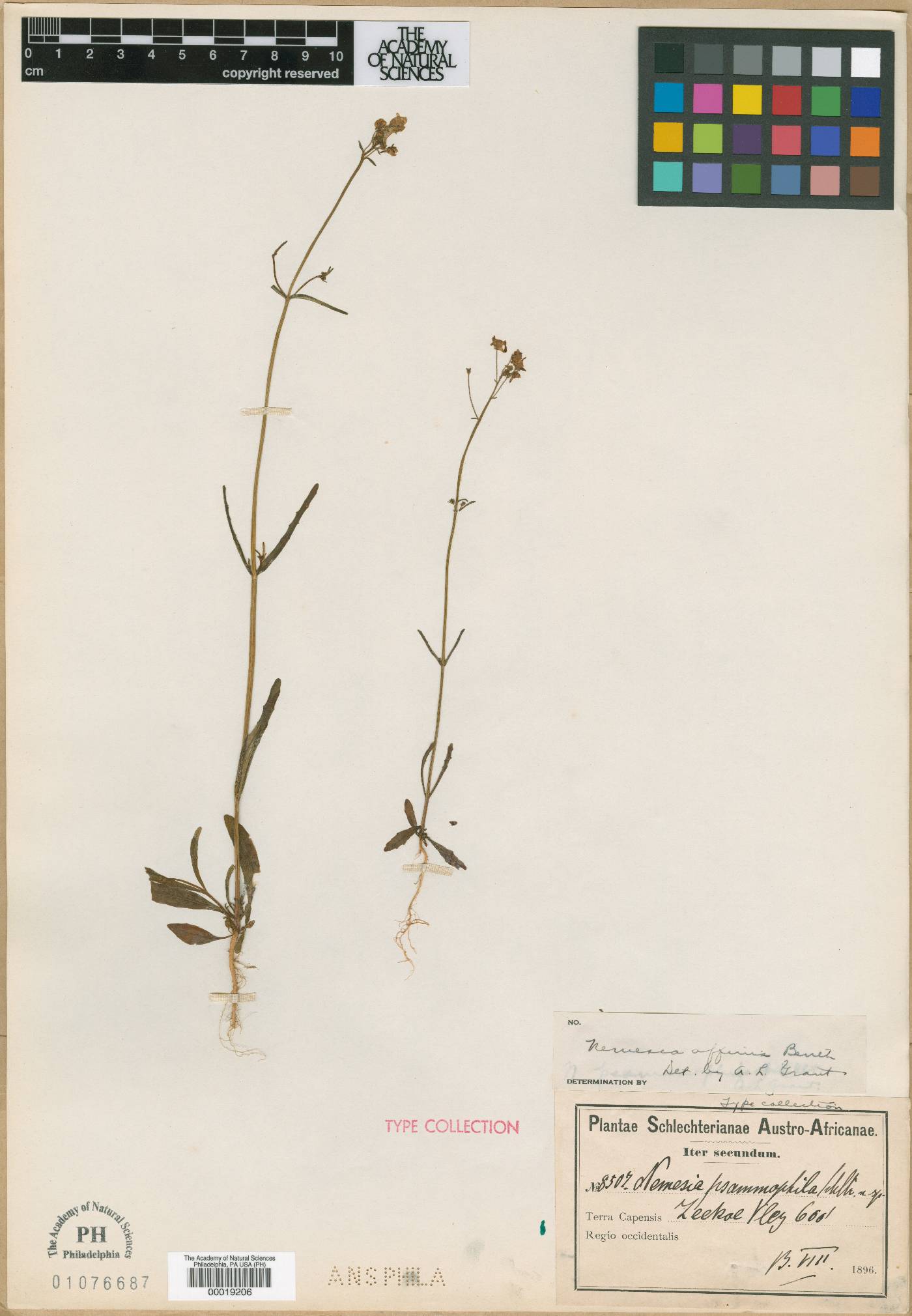 Nemesia psammophila image