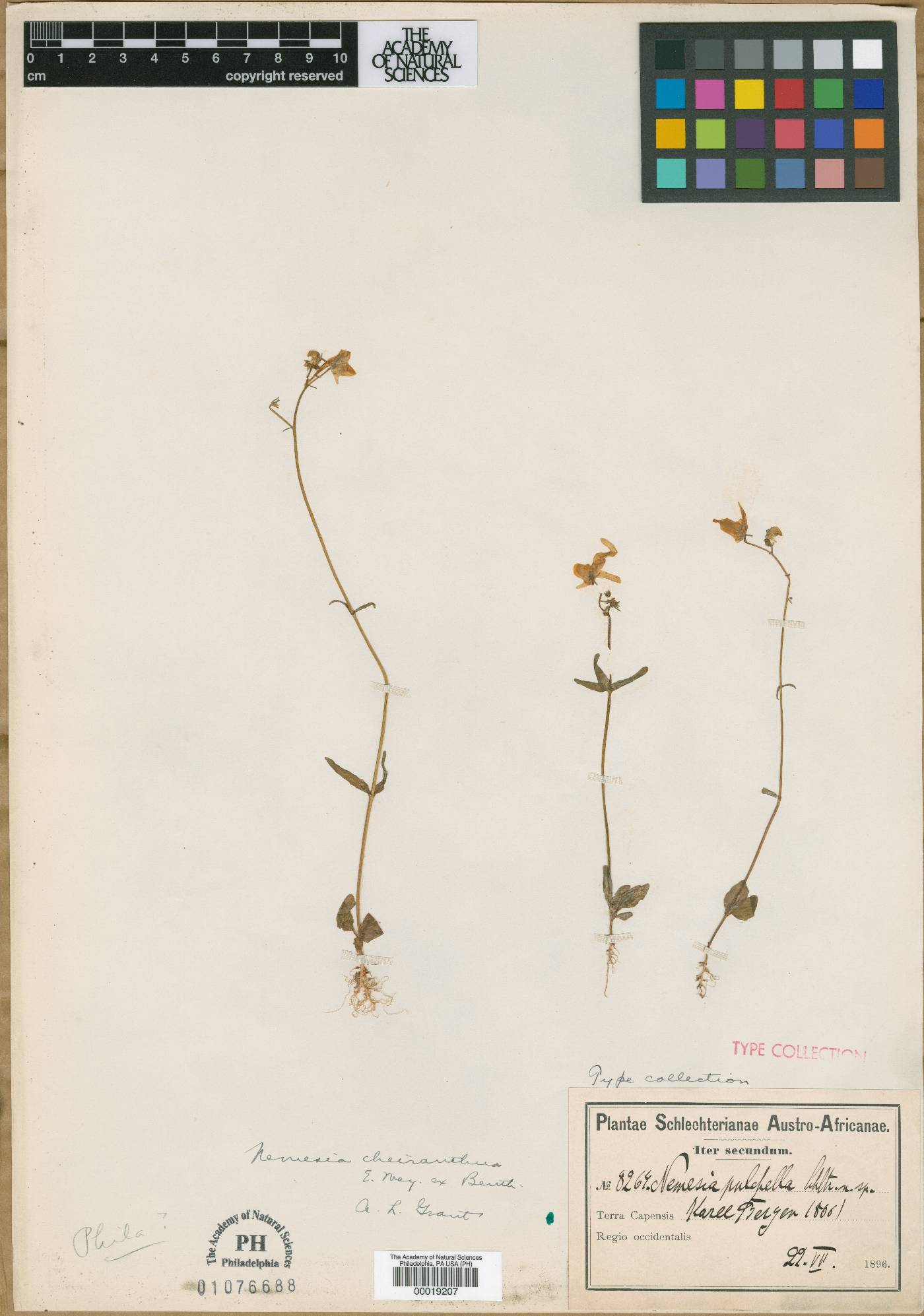 Nemesia pulchella image