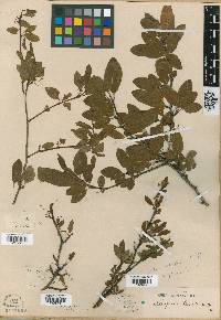 Ilex mucronata image