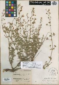 Image of Nepeta dschuparensis