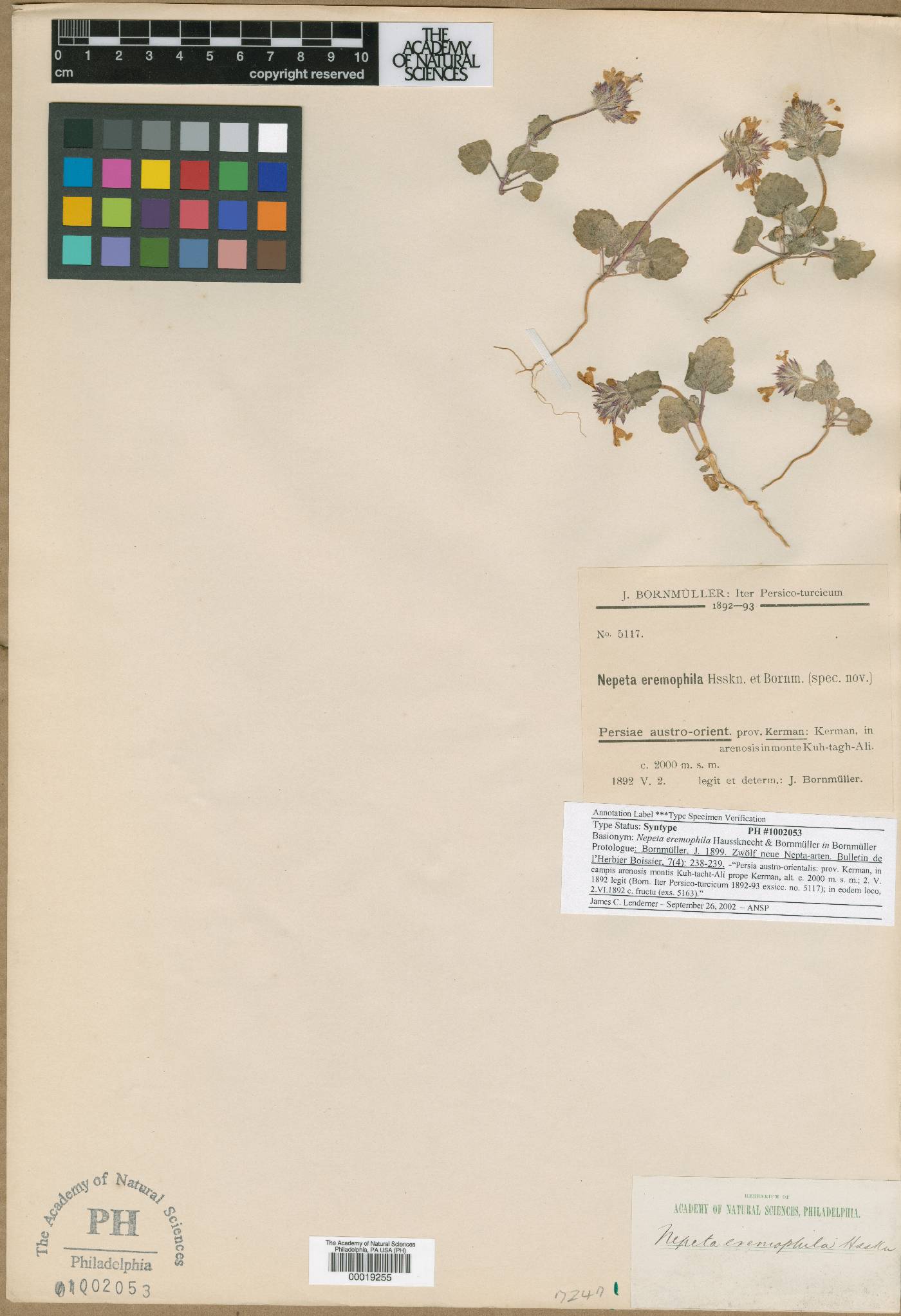 Nepeta eremophila image