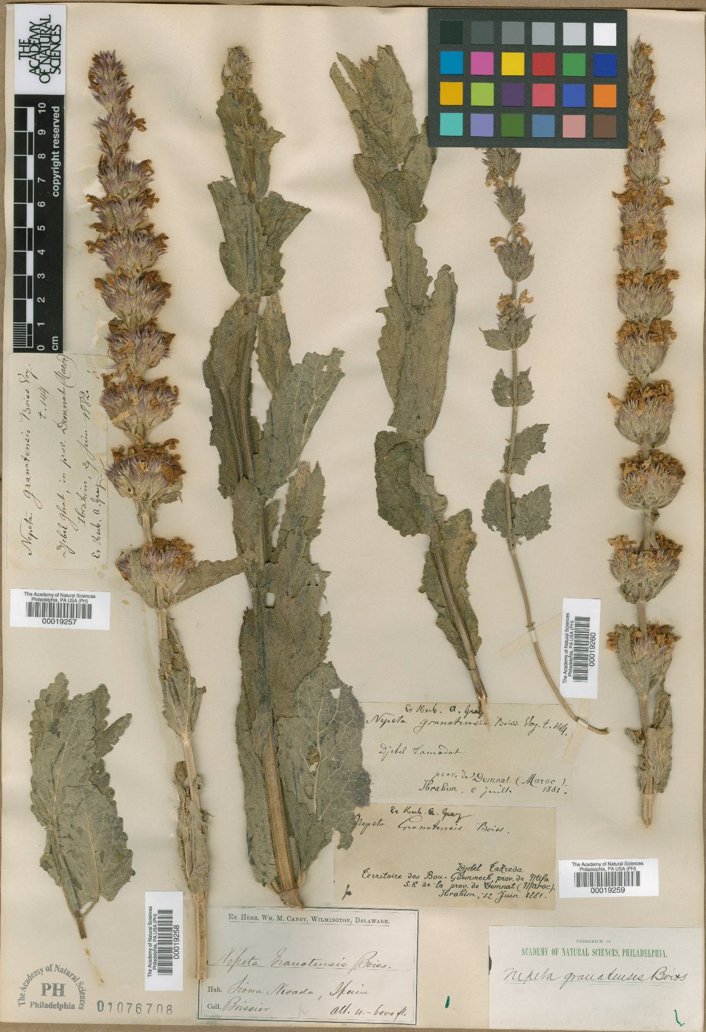 Nepeta granatensis image