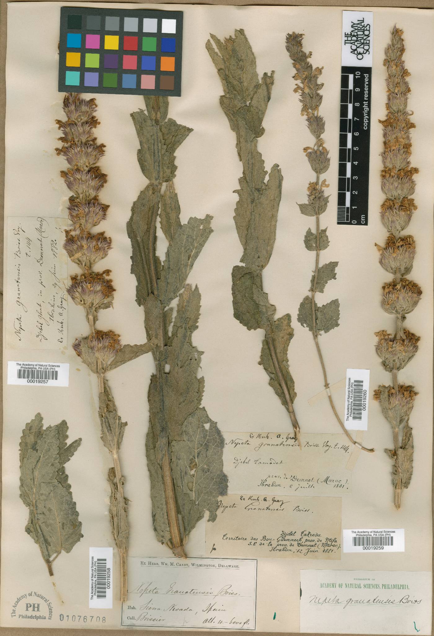 Nepeta granatensis image