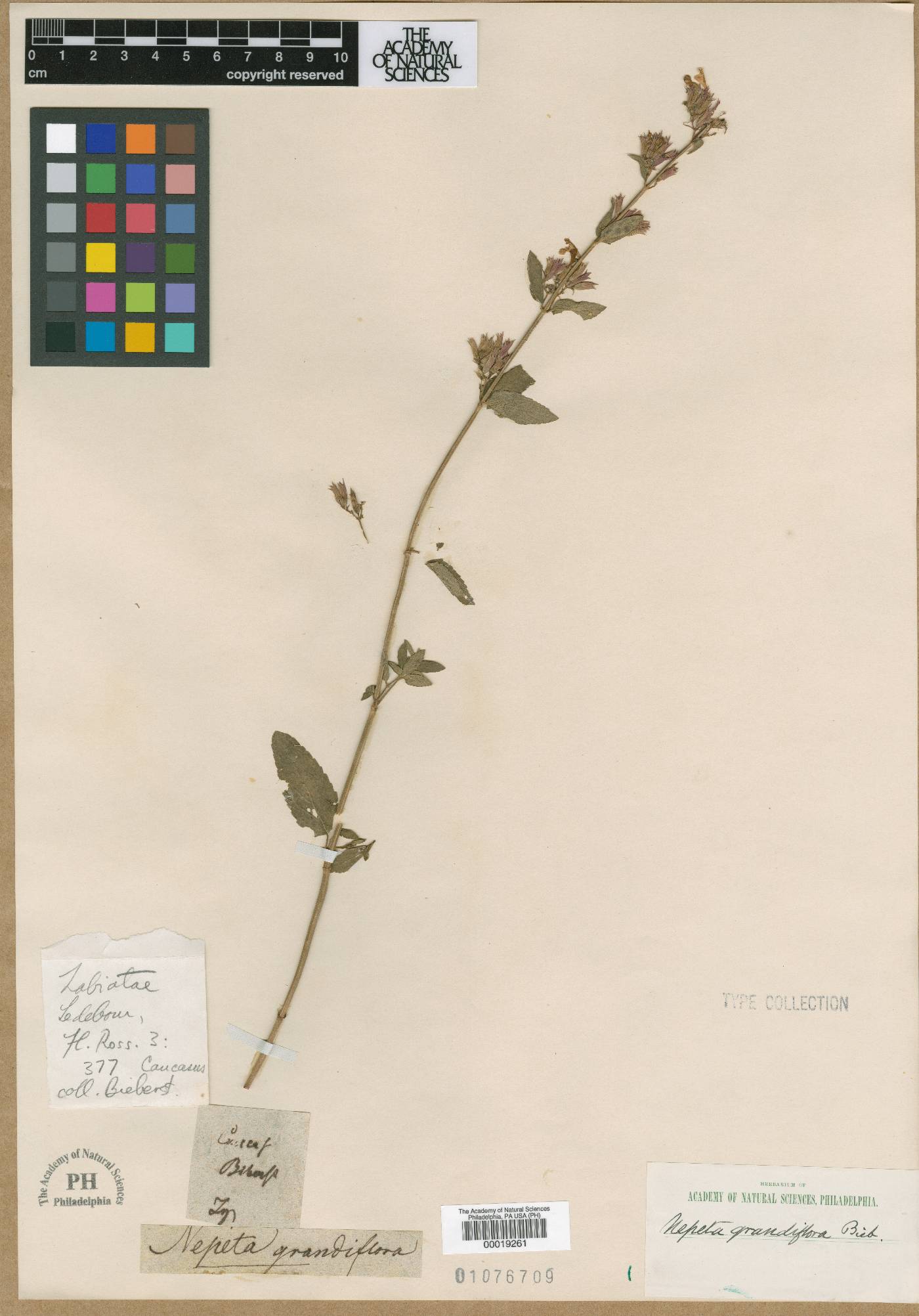 Nepeta grandiflora image