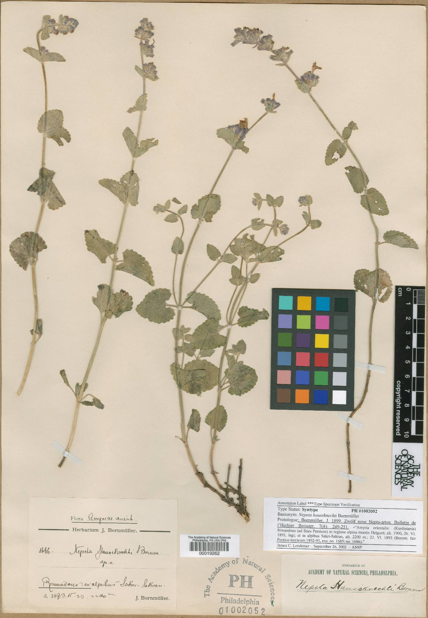 Nepeta racemosa subsp. haussknechtii image