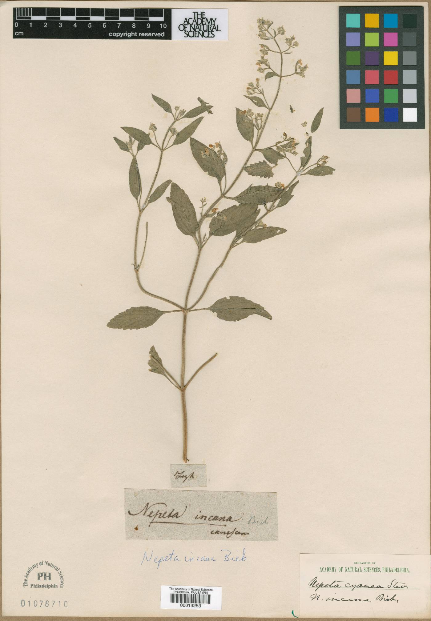 Nepeta incana image