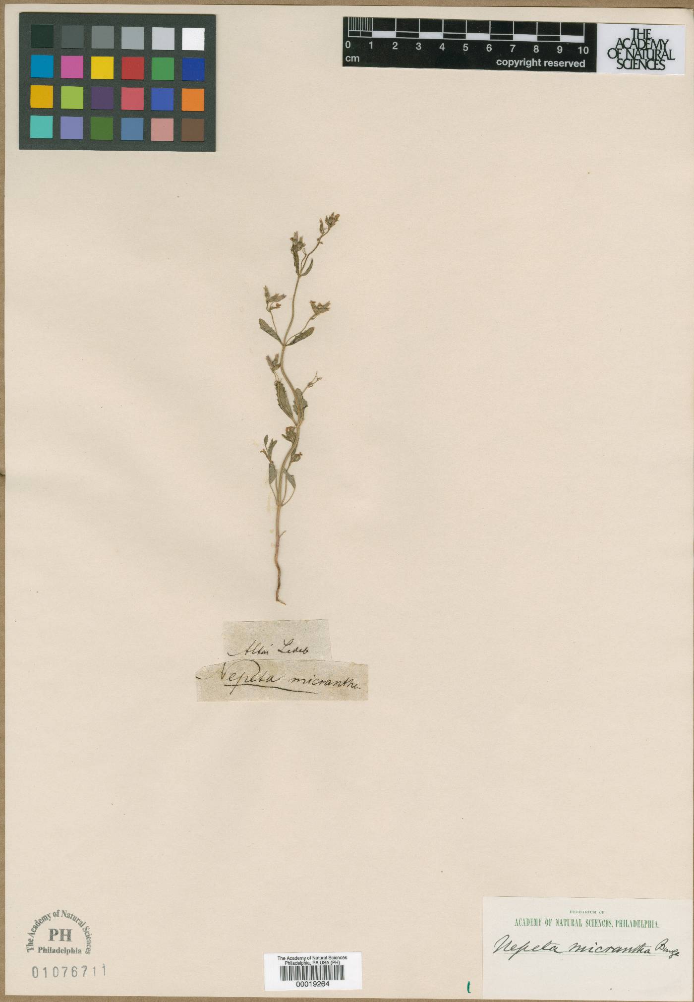 Nepeta micrantha image