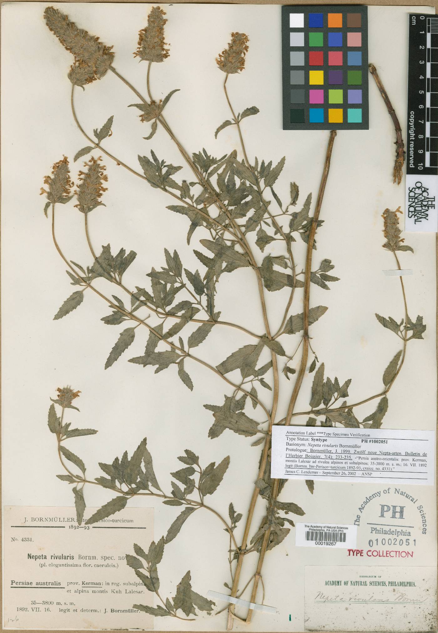 Nepeta rivularis image