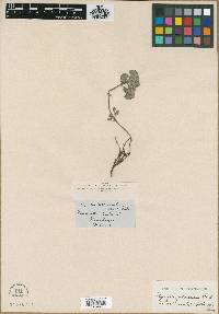 Marmoritis rotundifolia image