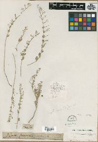 Clinopodium serpyllifolium image