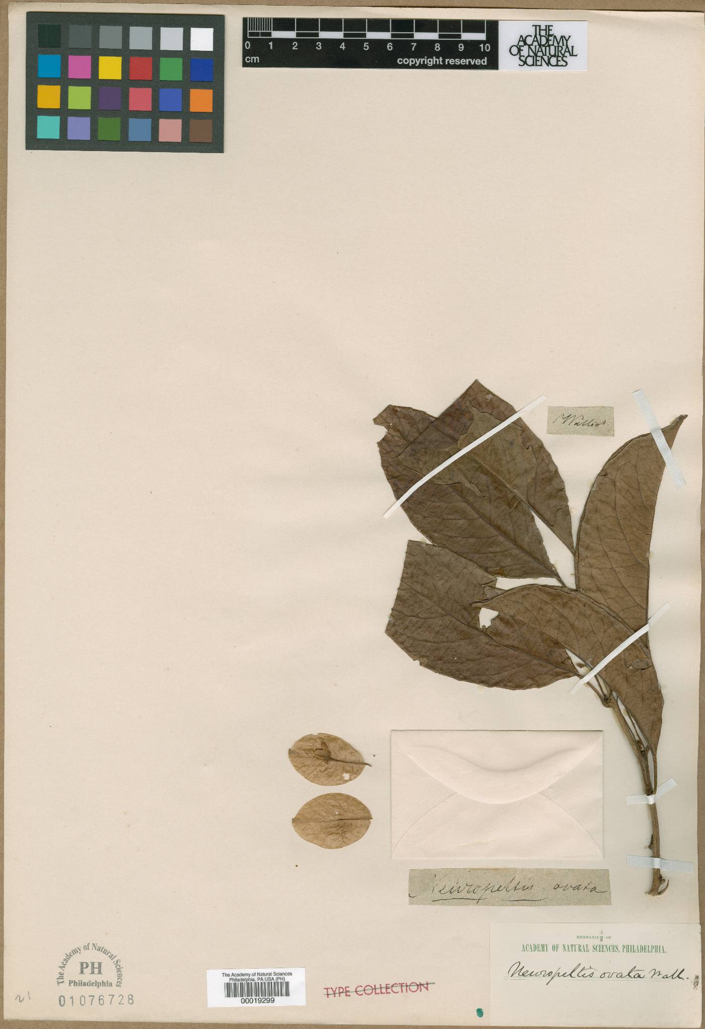Neuropeltis image