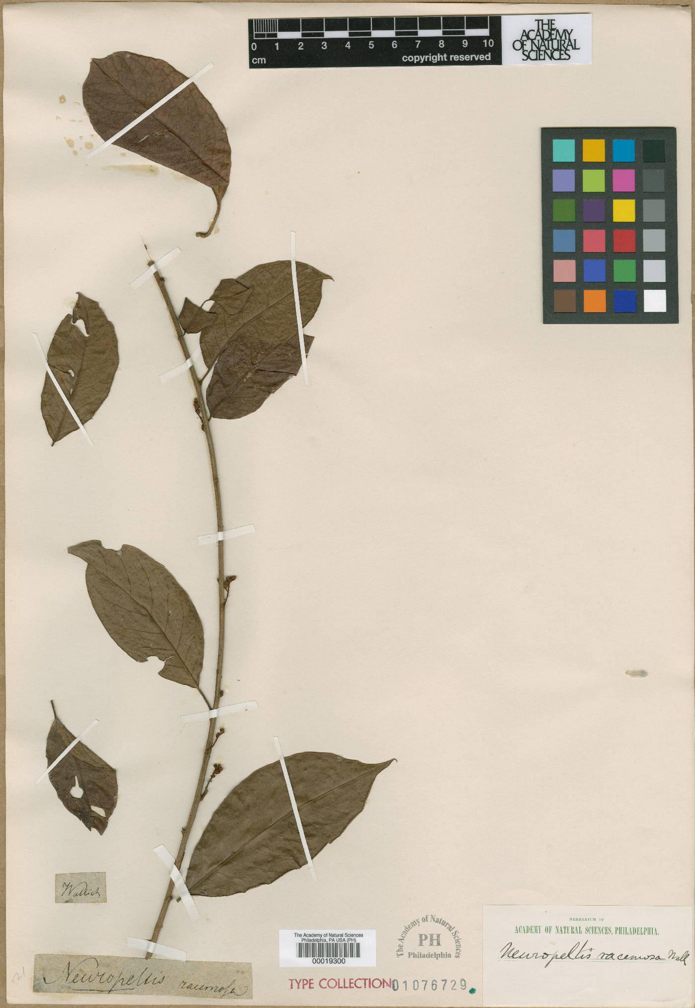 Neuropeltis racemosa image