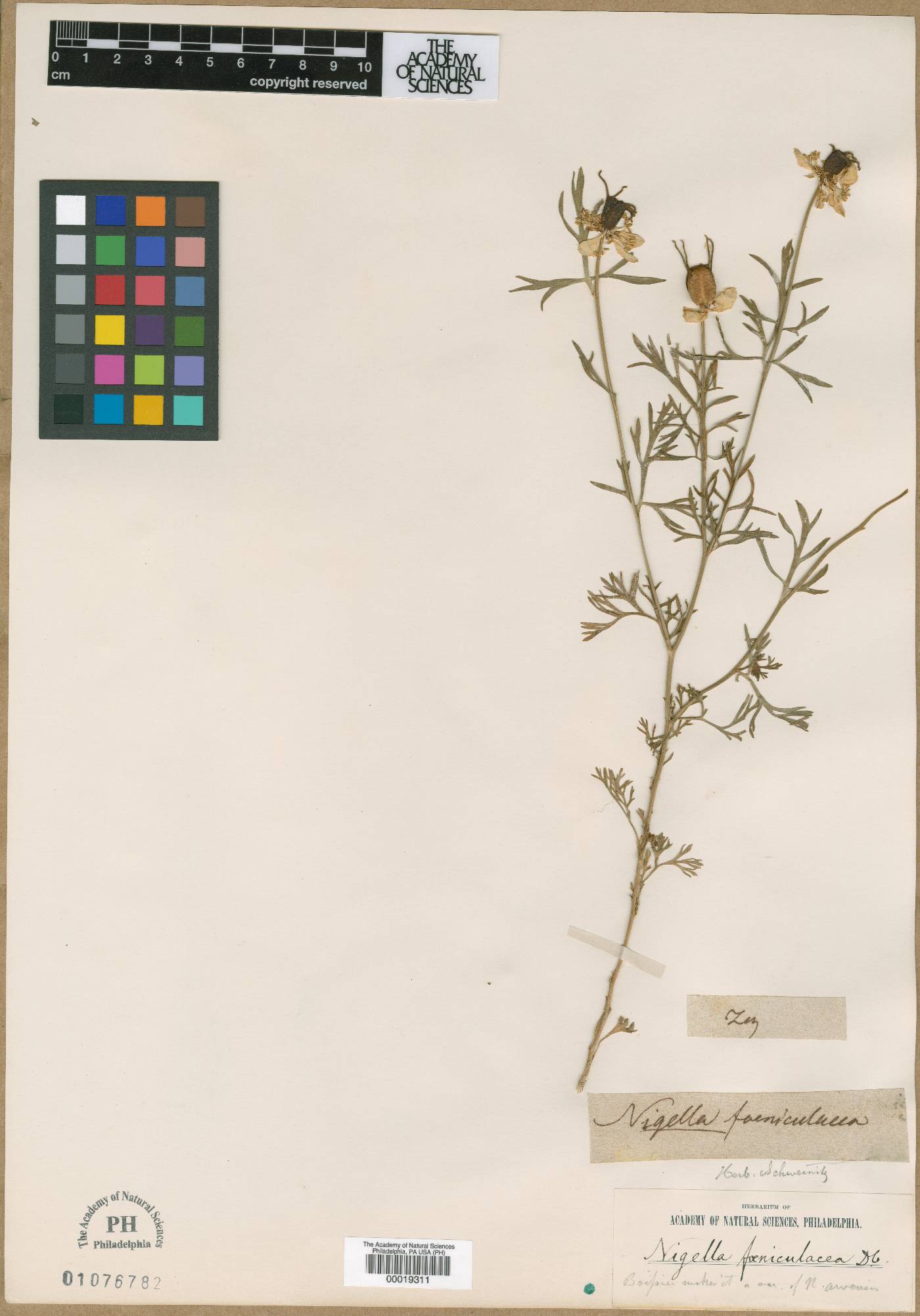 Nigella foeniculacea image