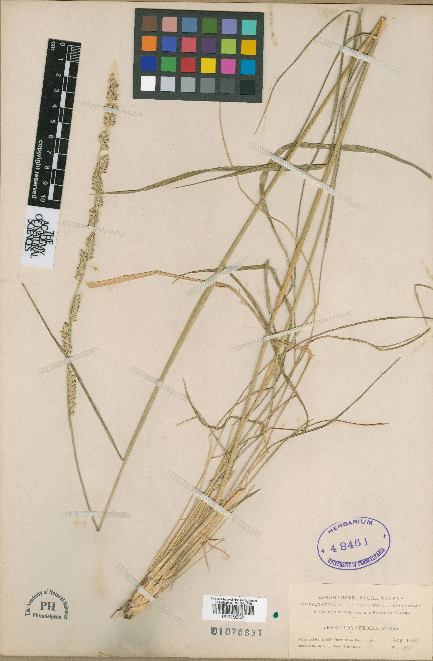 Paspalum sericeum image