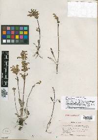 Pedicularis cheilanthifolia image