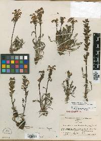 Pedicularis parryi subsp. purpurea image