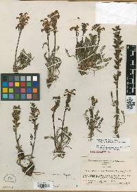 Pedicularis parryi image