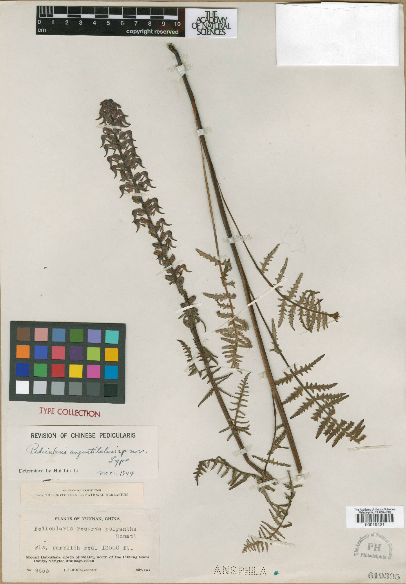 Pedicularis angustilabris image