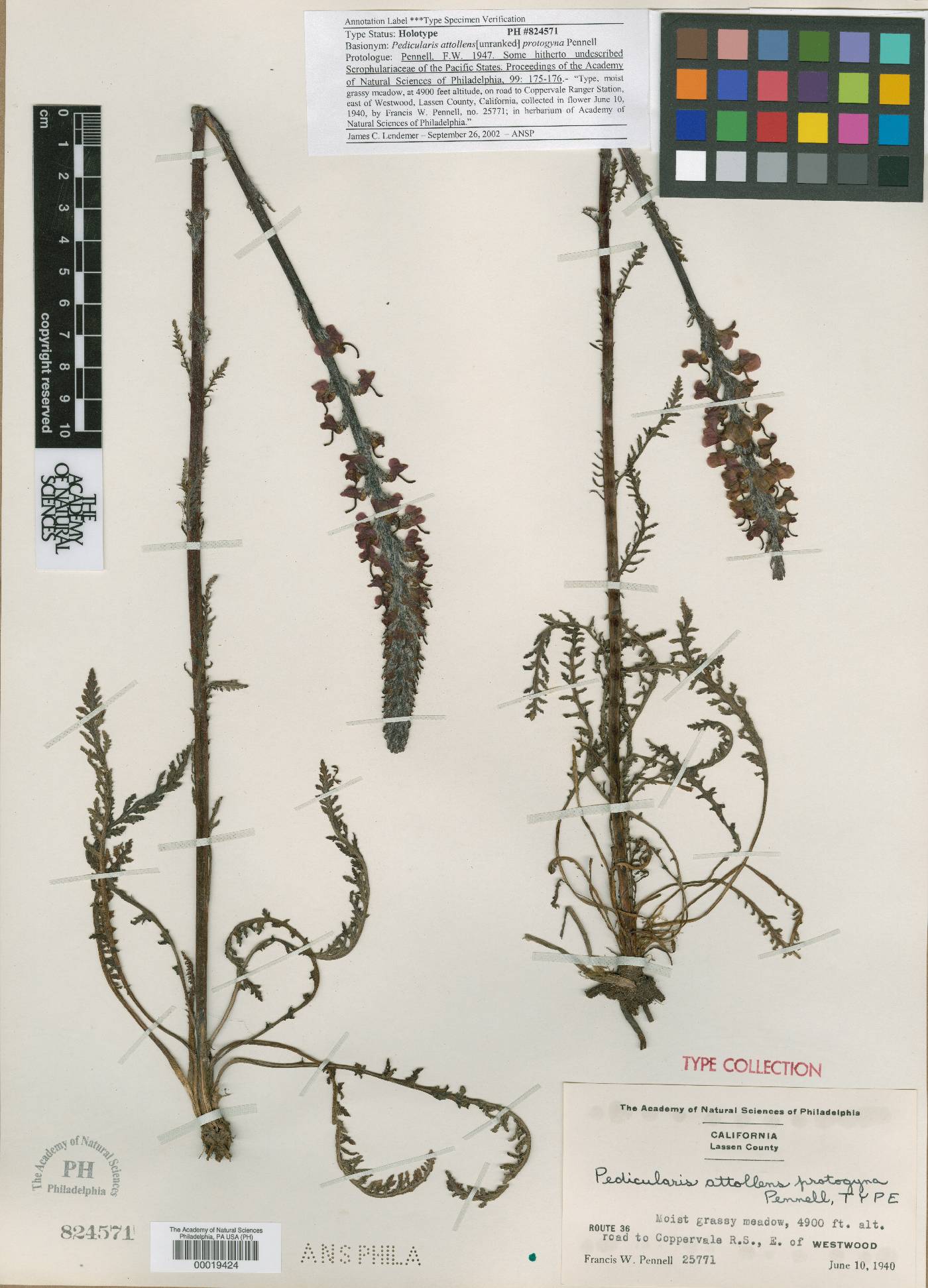 Pedicularis attollens var. protogyna image