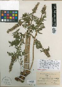 Pedicularis atrosanguinea image