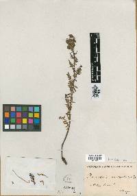 Image of Pedicularis brachystachys