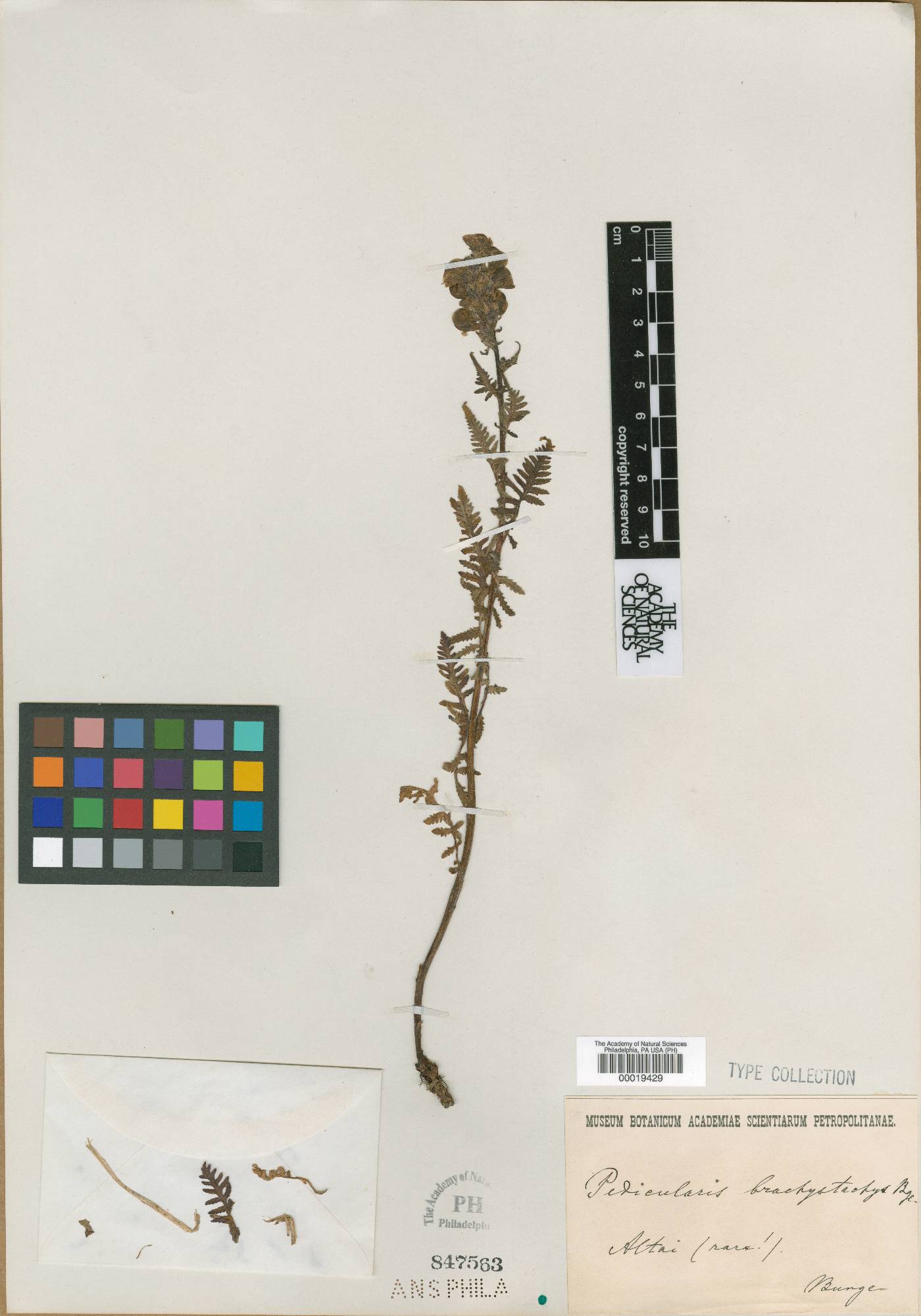 Pedicularis brachystachys image