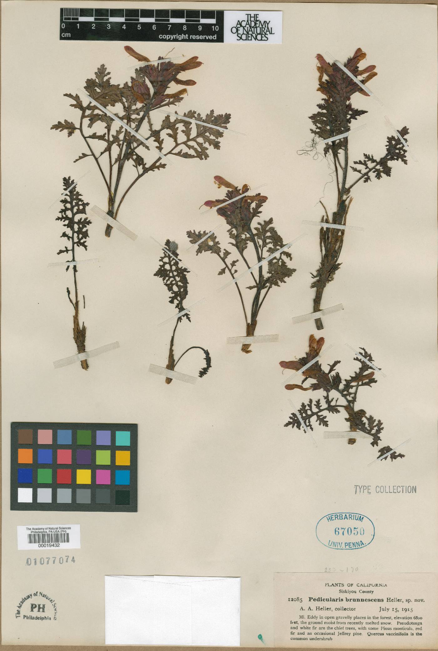 Pedicularis brunnescens image