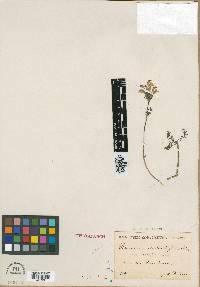 Pedicularis cheilanthifolia image