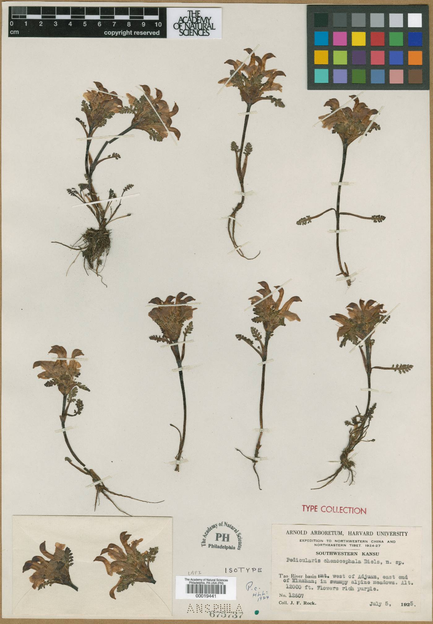 Pedicularis chenocephala image