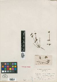 Image of Pedicularis chingii