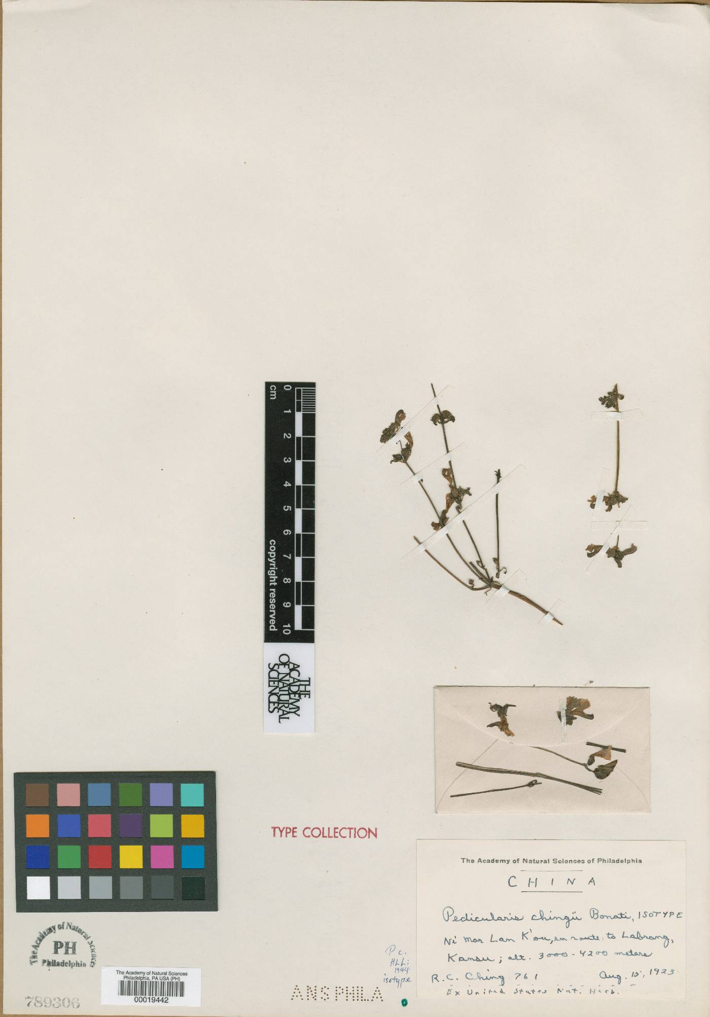 Pedicularis chingii image