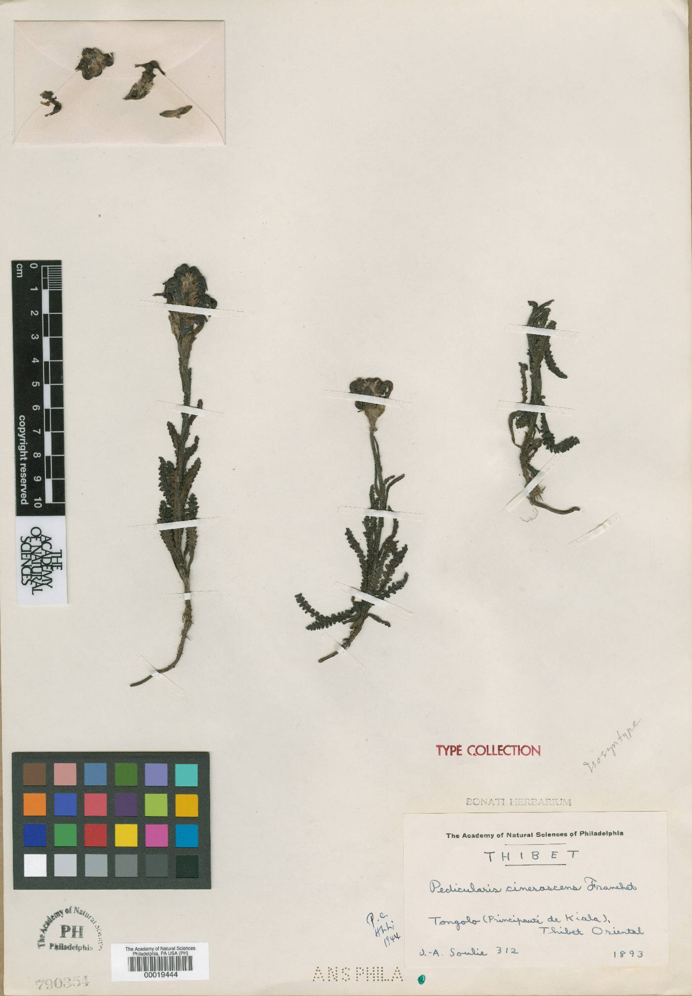Pedicularis cinerascens image