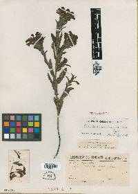 Image of Pedicularis crenularis