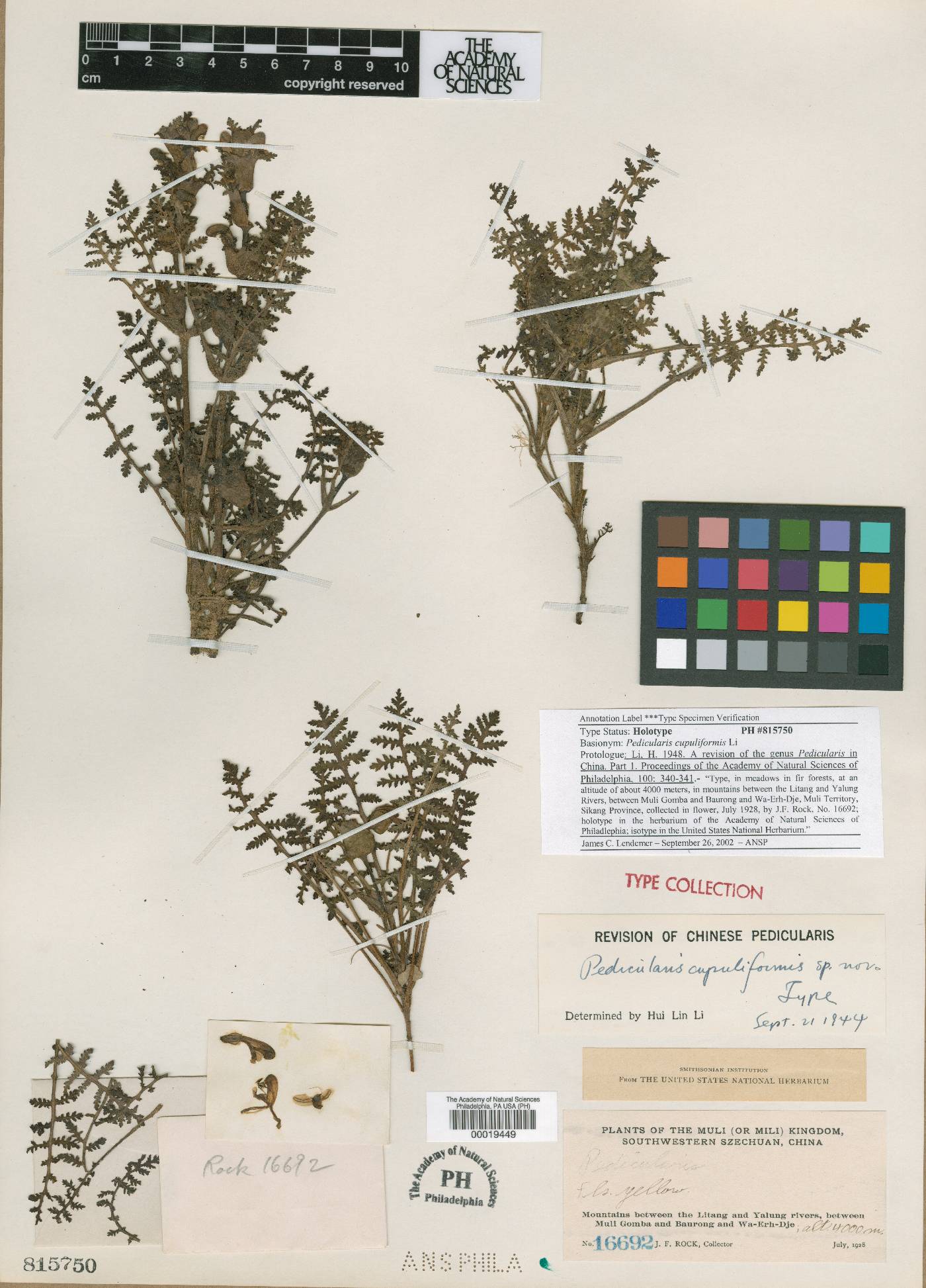 Pedicularis thamnophila subsp. cupuliformis image