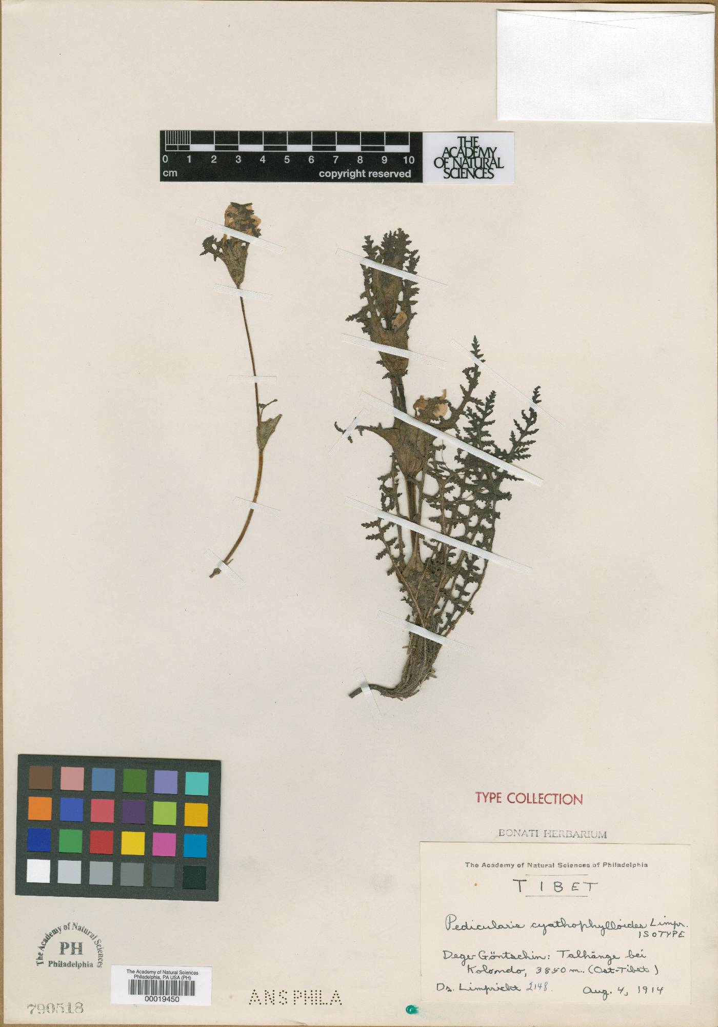 Pedicularis cyathophylloides image