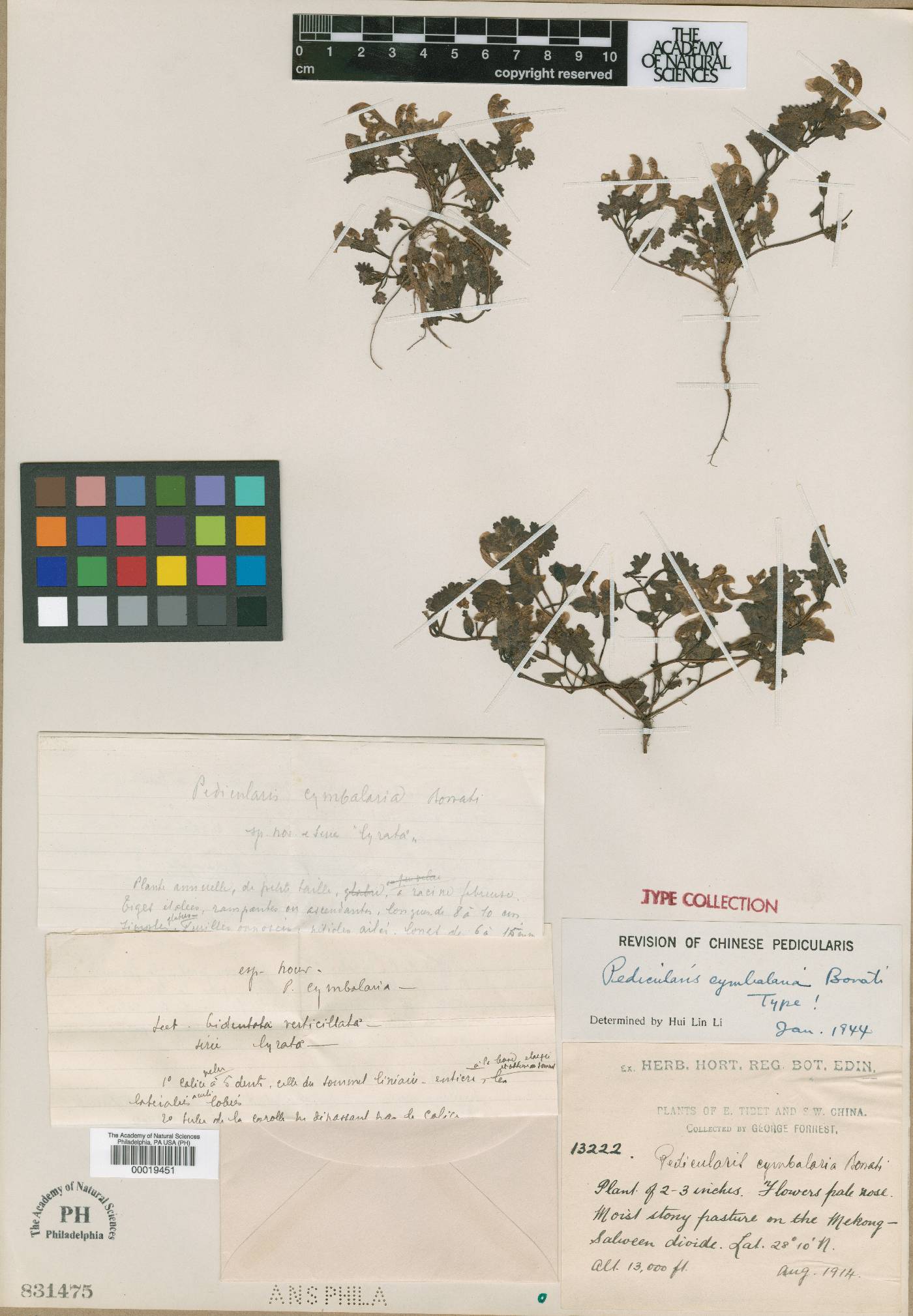 Pedicularis cymbalaria image