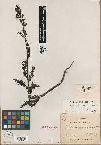 Image of Pedicularis decora