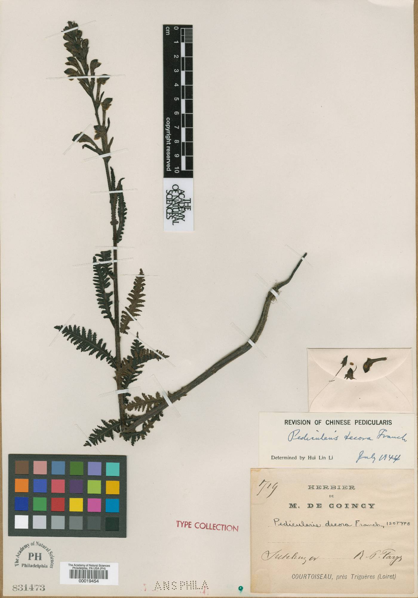 Pedicularis decora image