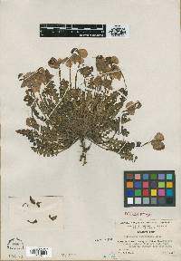 Image of Pedicularis decorissima