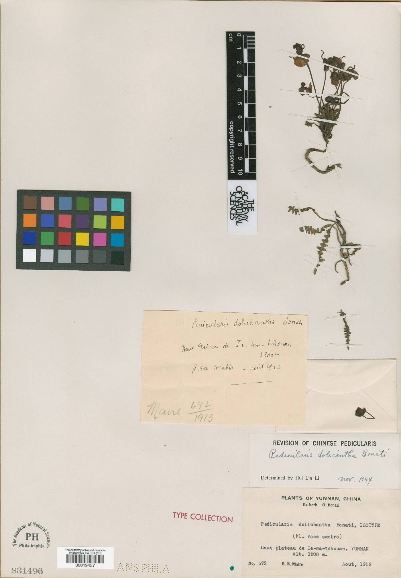 Pedicularis dolichantha image