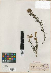 Image of Pedicularis dolichorrhiza