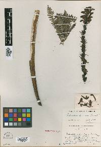 Image of Pedicularis dunniana