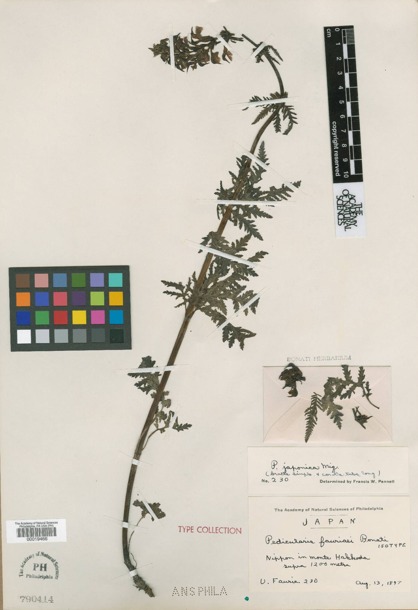 Pedicularis chamissonis subsp. japonica image