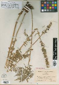 Image of Pedicularis flavida