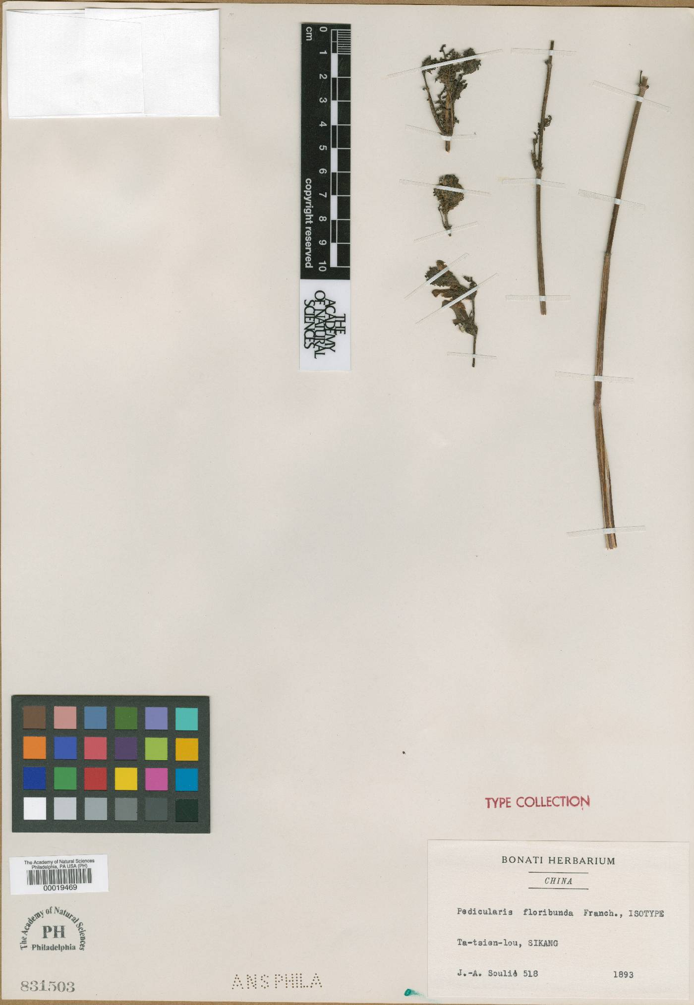 Pedicularis floribunda image