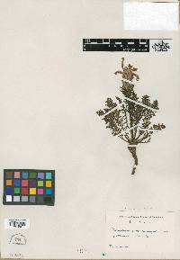 Image of Pedicularis friderici-augusti